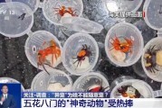 新沂@铲屎官们 养“异宠”或危害国家安全 这些行为违法了