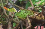 新沂云南南滚河保护区首次发现红唇棘蜥