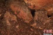 新沂江西发现蜘蛛新物种 为研究呵叻蛛属适应区域提供依据