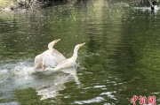 新沂吉林：罕见白鸬鹚连续两年“故地重游”